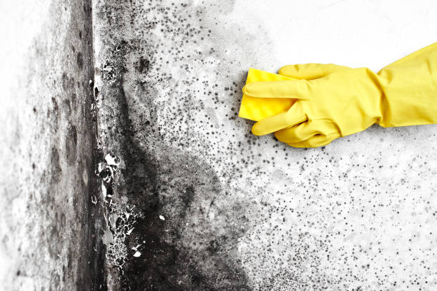 Best Mold Testing  in Fair Plain, MI