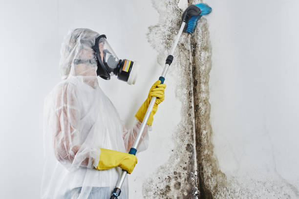 Best Commercial Mold Removal  in Fair Plain, MI
