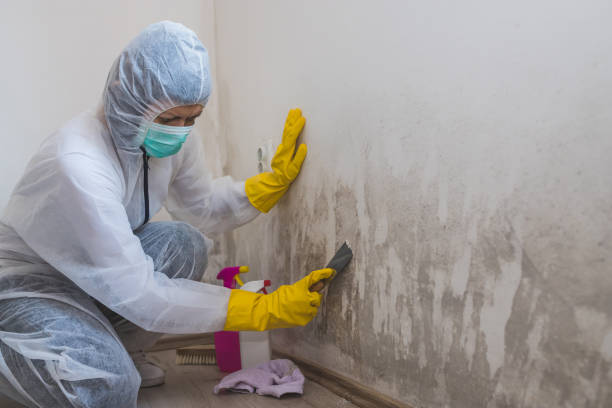 Best Black Mold Removal  in Fair Plain, MI