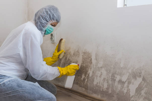 Professional Mold Removal in Fair Plain, MI