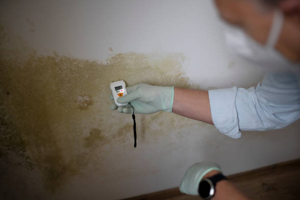 Best Residential Mold Removal  in Fair Plain, MI