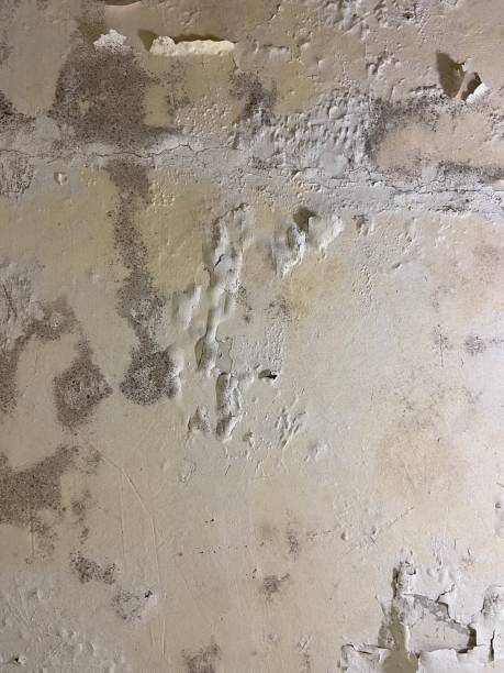 Best Attic Mold Removal  in Fair Plain, MI