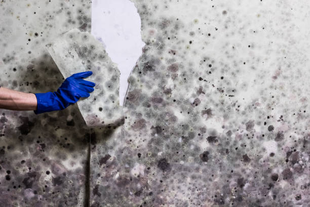 Best Same-Day Mold Removal  in Fair Plain, MI