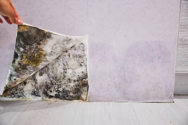Best Mold Damage Repair  in Fair Plain, MI